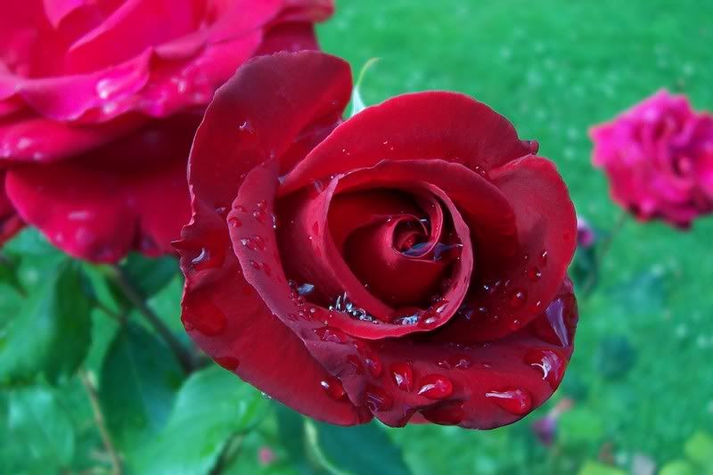 Gl Resimleri (2. Katalog)