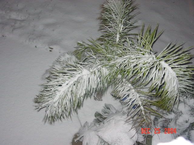 DSC03845.jpg