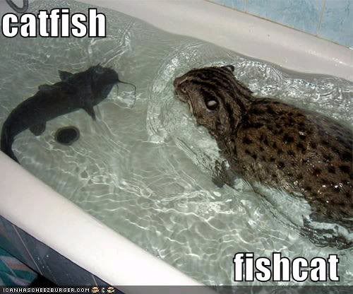 Fishcat Pictures, Images and Photos