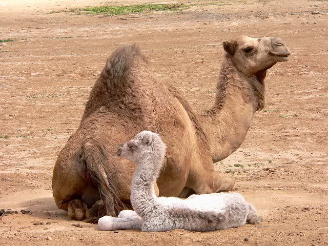 newborncamel.jpg