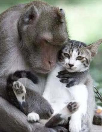 monkey-cat.jpg