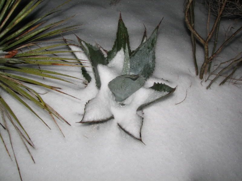 agave americana protamericana