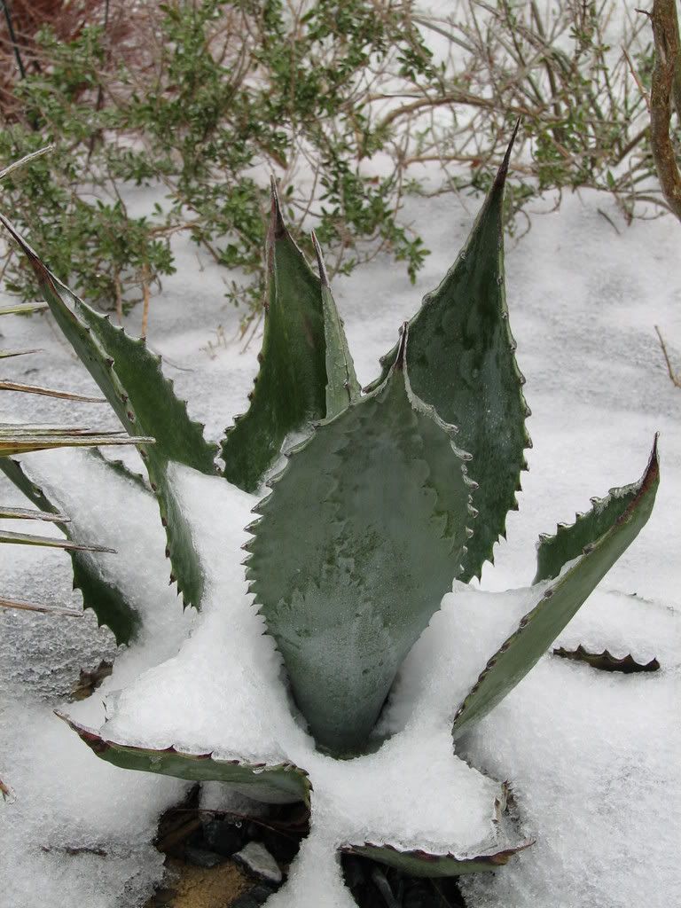 agave americana protoamericana