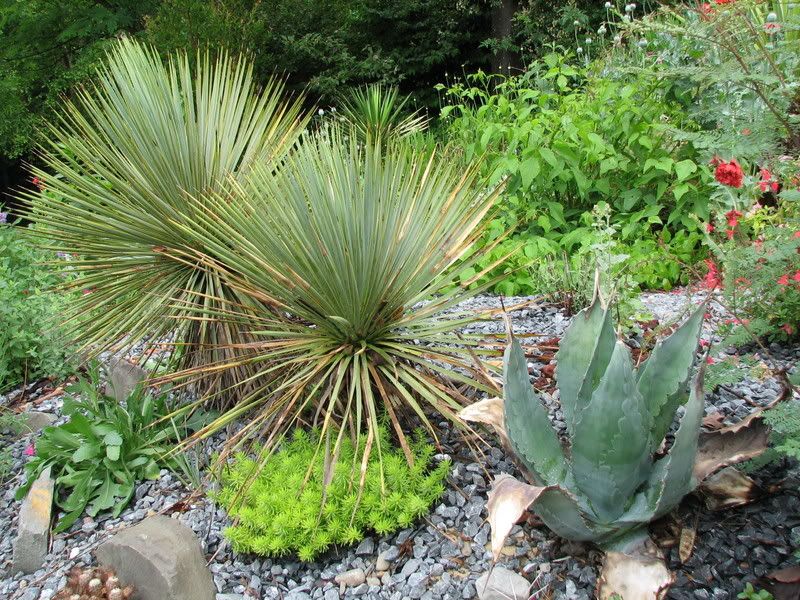 agave americana protamericana and  yuccaca thompsoniana