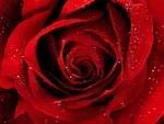 ROSE red Pictures, Images and Photos