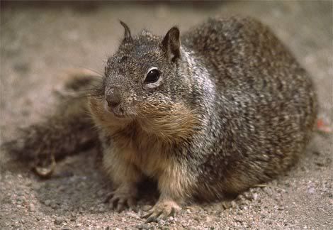 rock-ground-squirrel.jpg