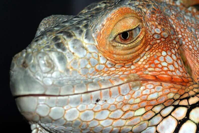 IMAGE: http://i95.photobucket.com/albums/l129/reptilebob/Reptiles/aIMG_9321_filtered.jpg