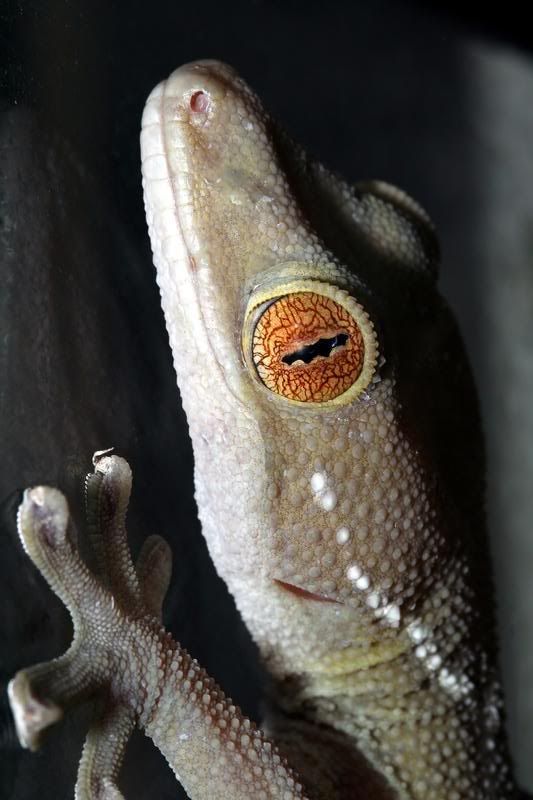 IMAGE: http://i95.photobucket.com/albums/l129/reptilebob/Reptiles/aIMG_9348_filtered.jpg