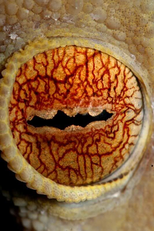 IMAGE: http://i95.photobucket.com/albums/l129/reptilebob/Reptiles/aIMG_9359_filtered.jpg