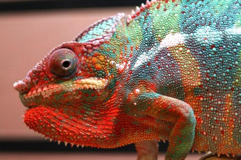 IMAGE: http://i95.photobucket.com/albums/l129/reptilebob/Reptiles/aIMG_9372_filtered.jpg