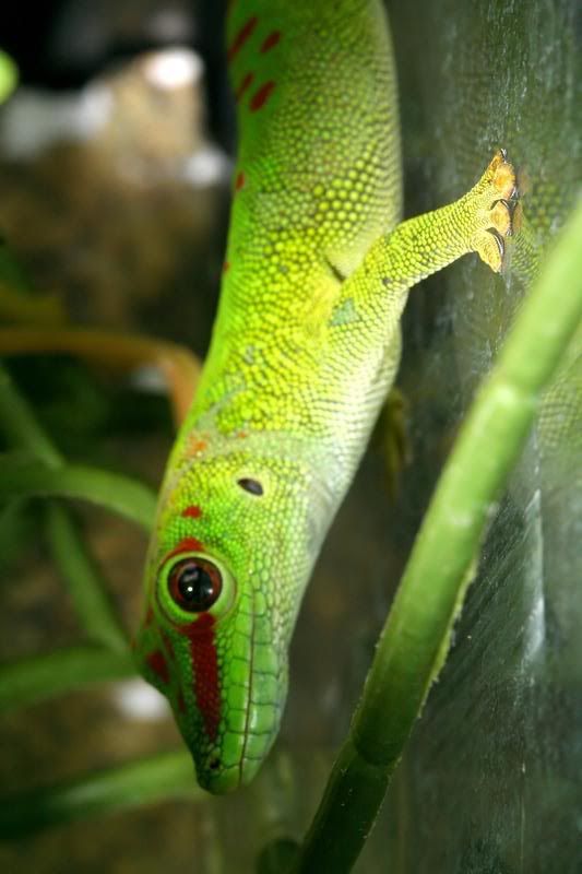 IMAGE: http://i95.photobucket.com/albums/l129/reptilebob/Reptiles/aIMG_9473_filtered.jpg