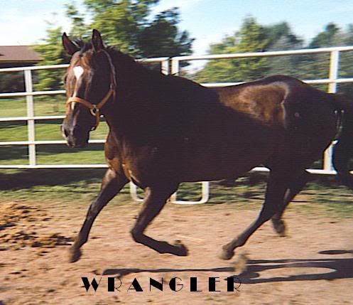 WranglerLope2.jpg My horse Wranglers Waltz. Registered AQHA Appendix Gelding image by wranglers_waltz