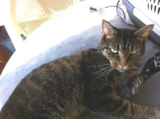 blktigercat1