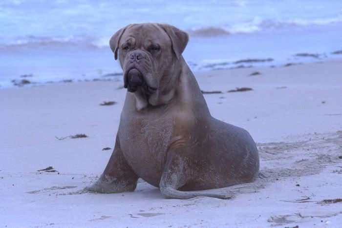 GUAGUAU FOCA GUAGUAU FOCA