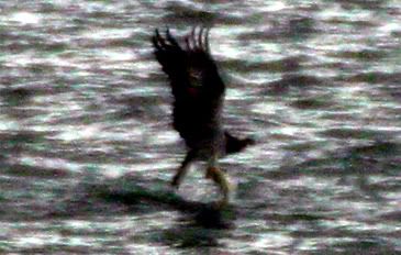 Sea Eagle and prey