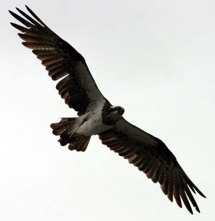 Sea Eagle 2