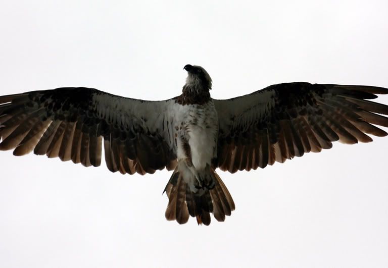 Sea Eagle