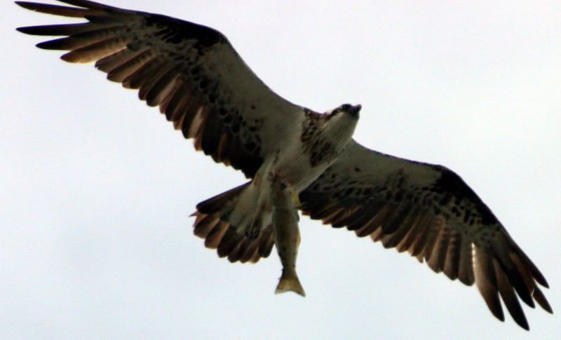 Sea Eagle with fish