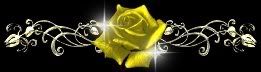 yellow rose