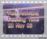 arowana feeding