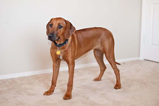rhodesian ridgeback 4 months old