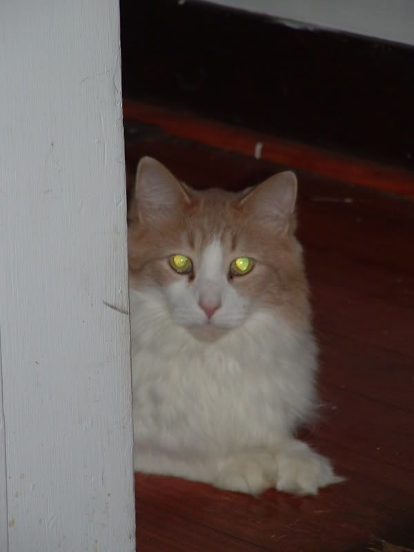 Photo Sharing and Video Hosting at Photobucket