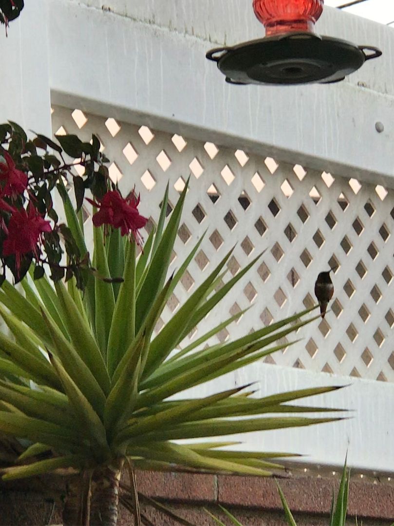  photo 09386886-6E76-4FF3-AEBE-D4A928402466.jpeg