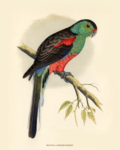  photo Paradise_Parrot.jpg