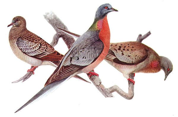  photo passenger-pigeon.jpg