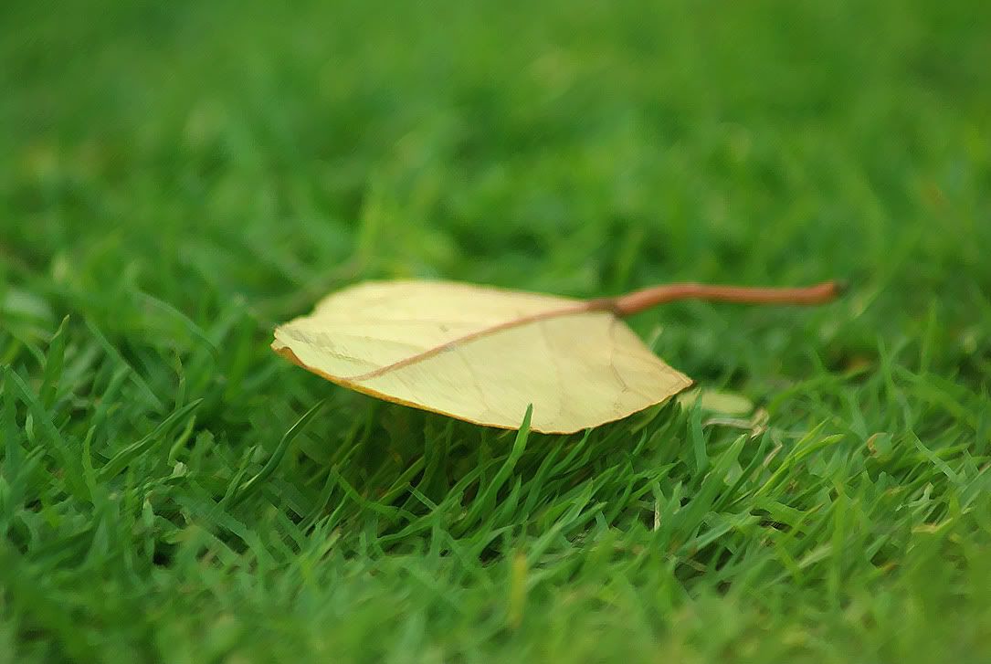 ian leaf fraudster