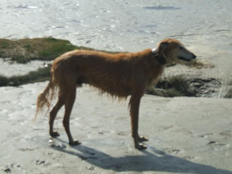 Collar Advice Please Lurcher Link