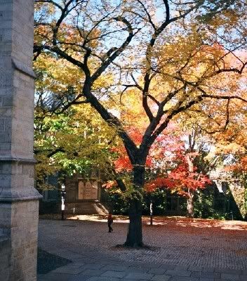 Courtyard in Princeton