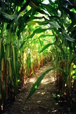 Inside Corn Field2