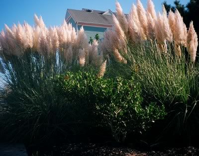 Seaside Plants