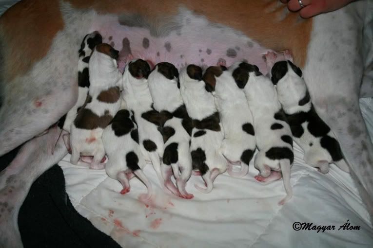 Magyar Agar puppies Magyar Agar puppies