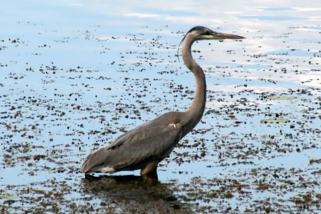 Heron.jpg