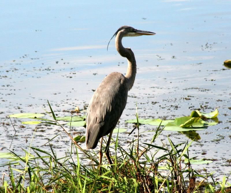 Heron2.jpg