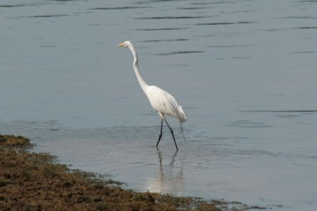 bird.jpg