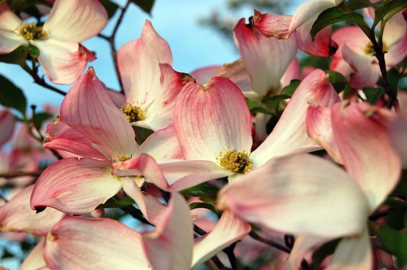 dogwood.jpg