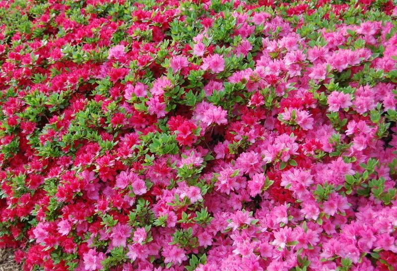 flowers.jpg