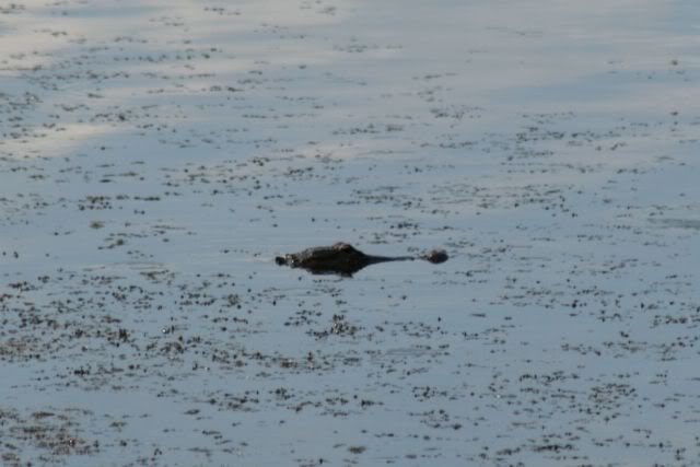 gator3.jpg
