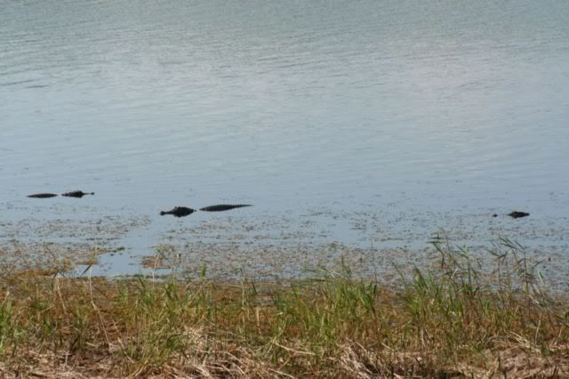 gators.jpg