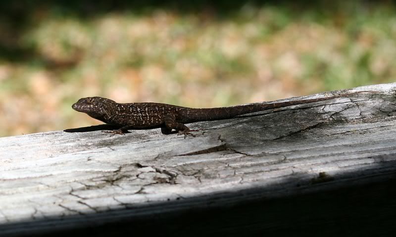 lizard.jpg