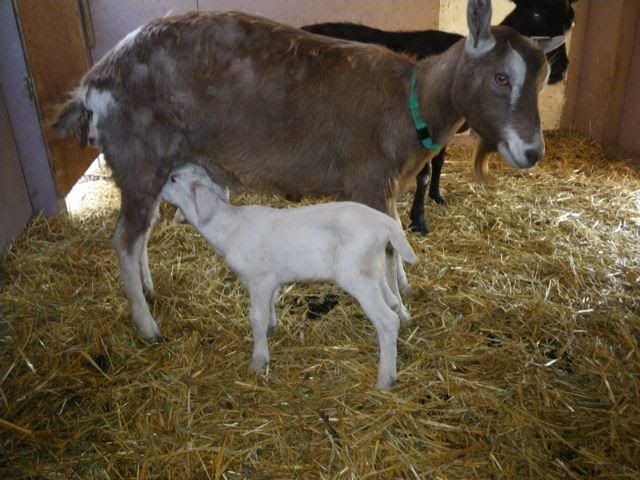 getting a goat - purebred or not? - Goats