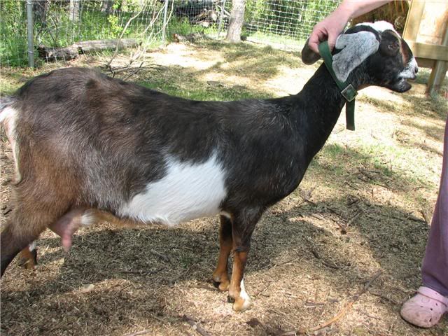 Which Goat Should I Get?: Take 2 - Goats