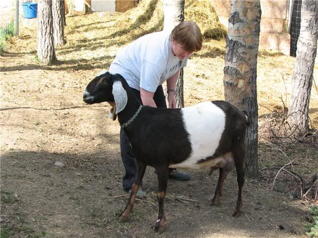 Which Goat Should I Get?: Take 2 - Goats