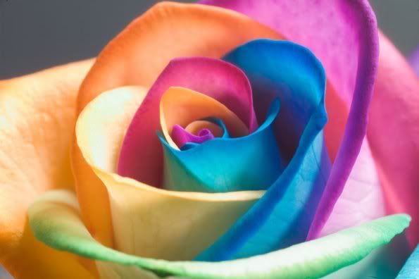 colorfull rose Pictures, Images and Photos
