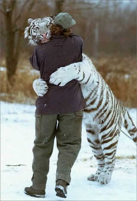 TigerHug.jpg