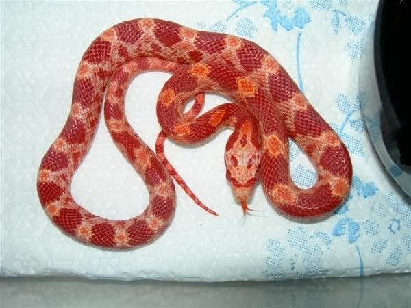 cornblood.jpg