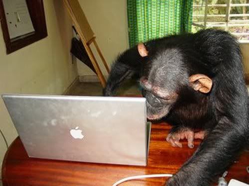 Monkey with a laptop